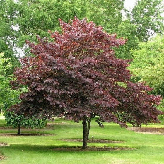 Burgundy Hearts Redbud Trees grown as specimen trees in the landscape