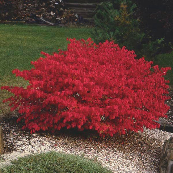 lone Burning Bush Euonymus Shrub displaying intense fire-red foliage
