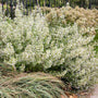 White Calamintha nepeta ssp. nepeta create a beautiful display of white flowers