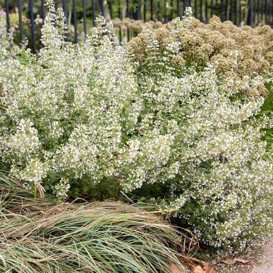 White Calamintha nepeta ssp. nepeta create a beautiful display of white flowers