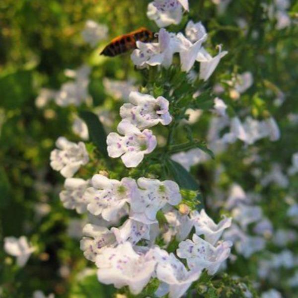 Calamintha Nepeta