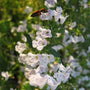 Calamintha nepeta tiny white flowers are a favorite of bees and other pollinators