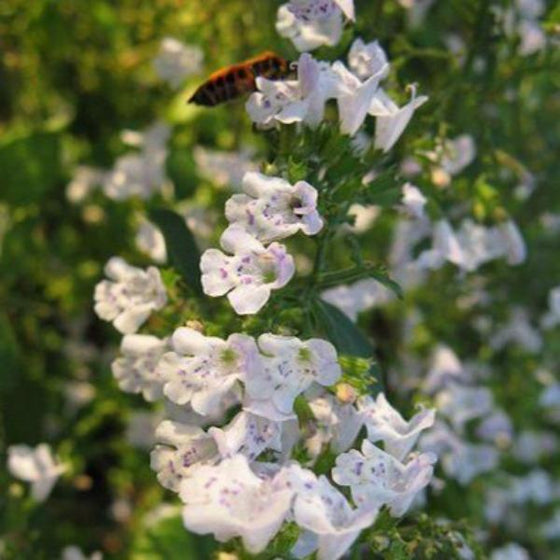 Calamintha nepeta tiny white flowers are a favorite of bees and other pollinators