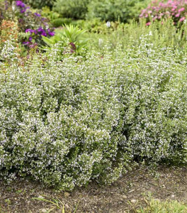 Calamintha Nepeta