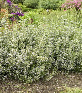 Calamintha Nepeta