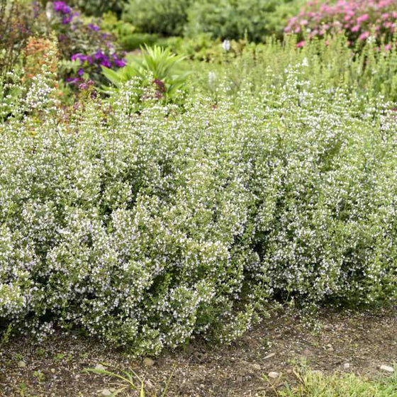 Calamintha nepeta ssp. nepeta borders have tiny flowers and smell like mint and oregano