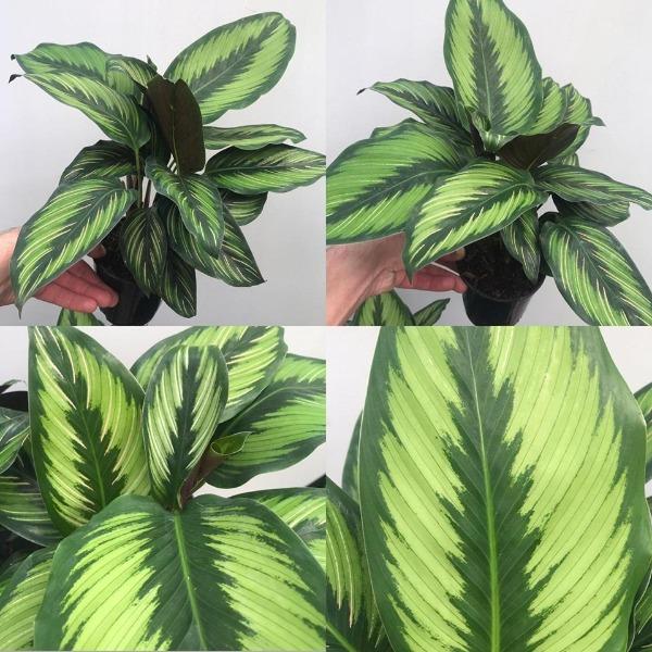 beauty star prayer plant Buy Calathea Beauty Star Online
