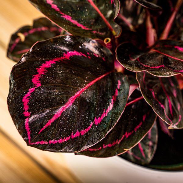 Buy Calathea Dottie Plants Online