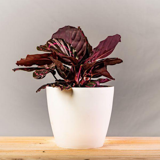 Calathea dottie in a elegant white pot