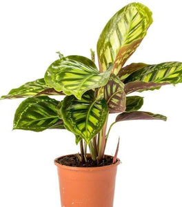 Calathea Flamestar