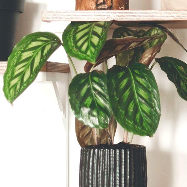 Buy Calathea Flamestar Plants Online