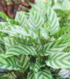 Calathea Freddie