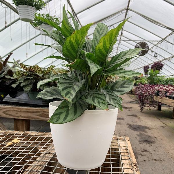 Buy Calathea Freddie Plants Online