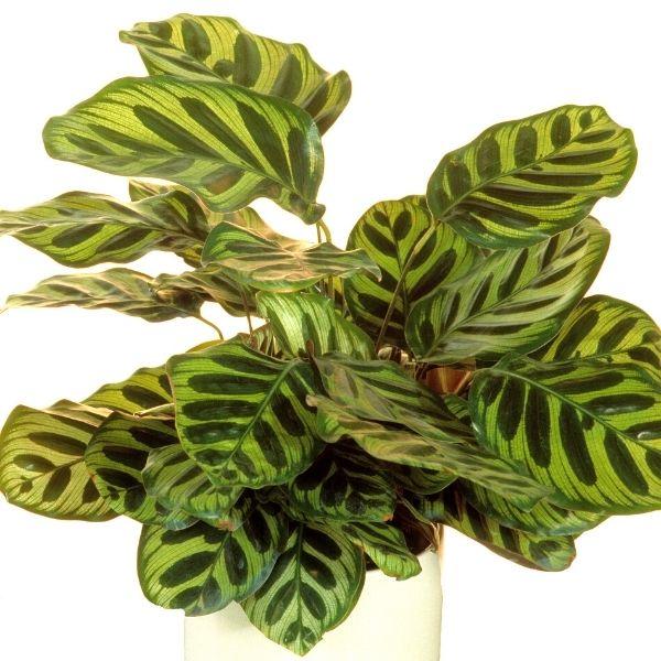calathea maculata Calathea Makoyana Plants for Sale