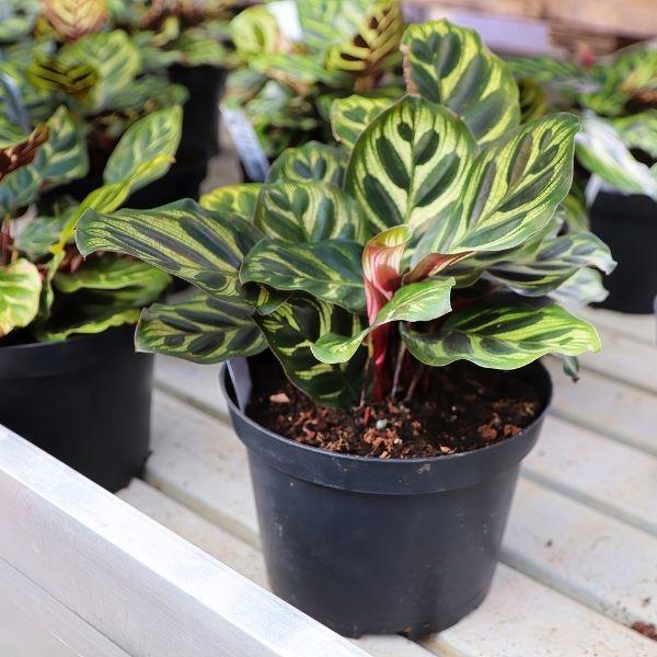 calathea mirosha Calathea Makoyana Plants for Sale