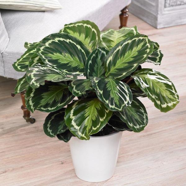calathea ornata medallion Medallion Calathea Plant in 6 in. Grower Pot