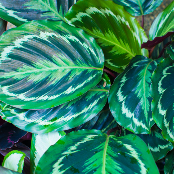 Calathea Medallion has interesting leaf patterns