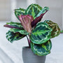 Calathea medallion Plants have interesting patterned leaves