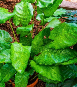 Calathea Musaica