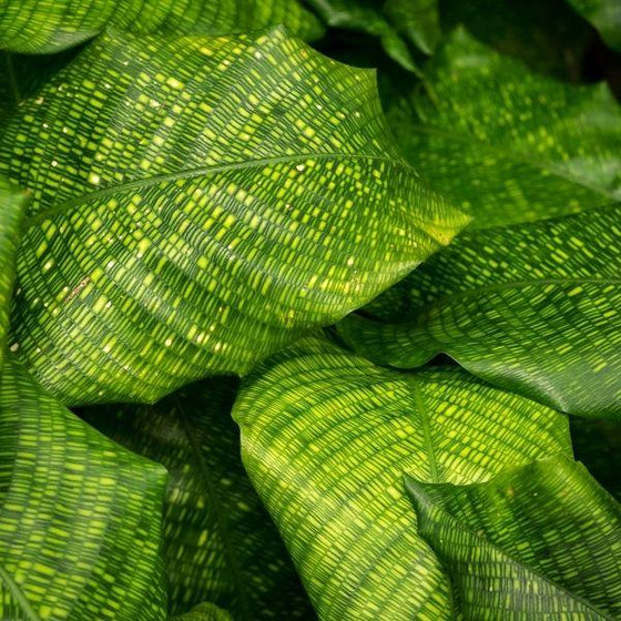 close up of calathea musaica leaves