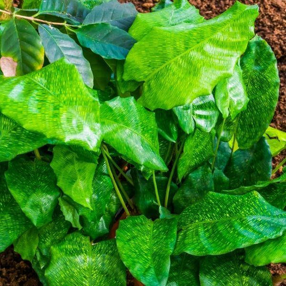 calathea musaica plant surrounded by soil