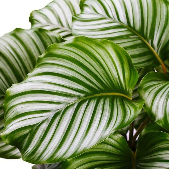 Calathea orbifolia plant with light to dark green striping on leaves