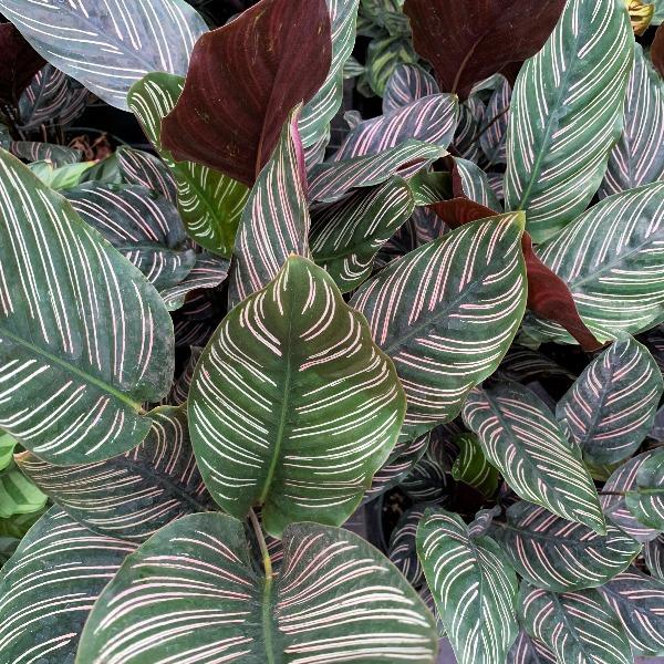 house plant with pink stripes on leaves Calathea Ornata