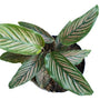 Calathea Ornata Pinstripe Prayer Plant, Green and Pink Foliage