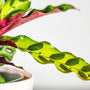 Close up look at the Rattlesnake Calathea Plants striped leaves