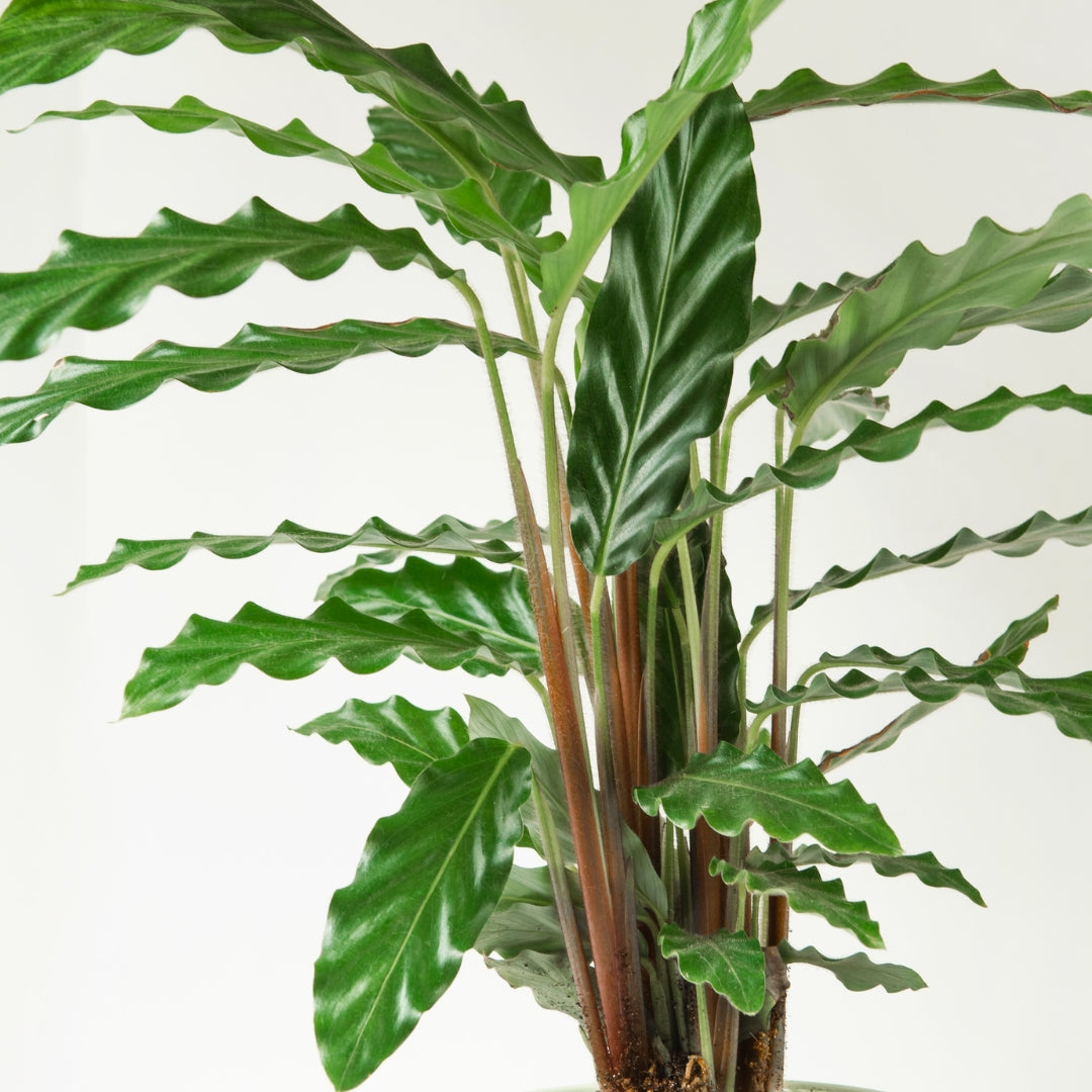 japanische zierkirsche bonsai kaufen Japanische Zierkirsche Brilliant main image 0