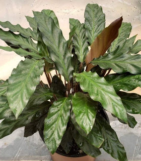 Calathea rufibarba