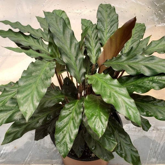 Calathea rufibarba houseplant