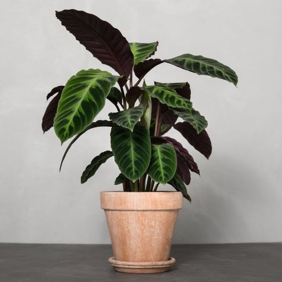 Calathea warscewiczii also known as Calathea Jungle Velvet has velvet leaves