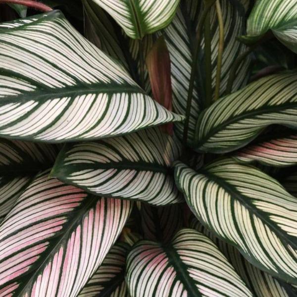 Buy Calathea White Star Plants Online