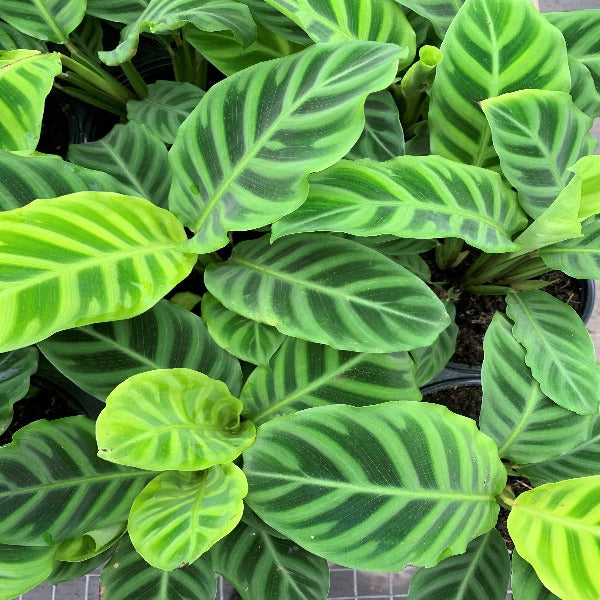 Buy Calathea Zebra Online