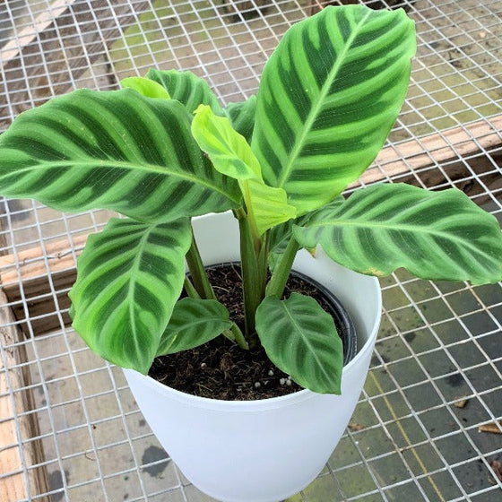 elegant Calathea Zebra