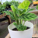 pot full  of Calathea Zebra