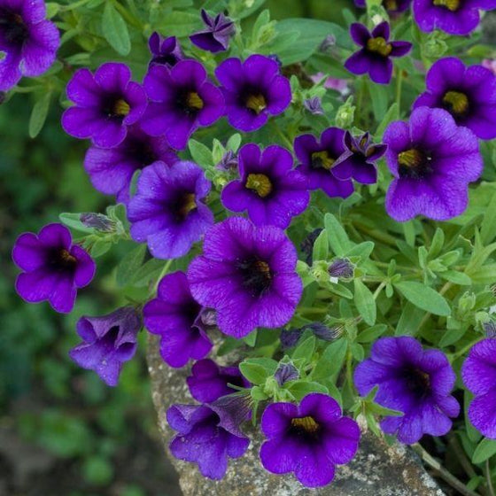 Calibrachoa Aloha Kona Midnight Blue container garden plant