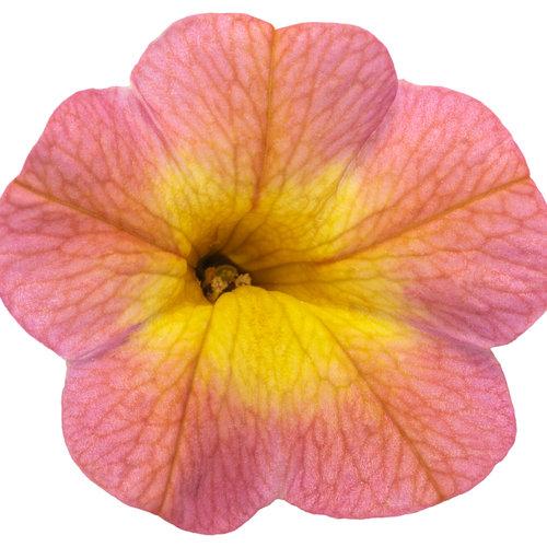 Calibrachoa Superbells Coral Sun for Sale | Garden Goods Direct