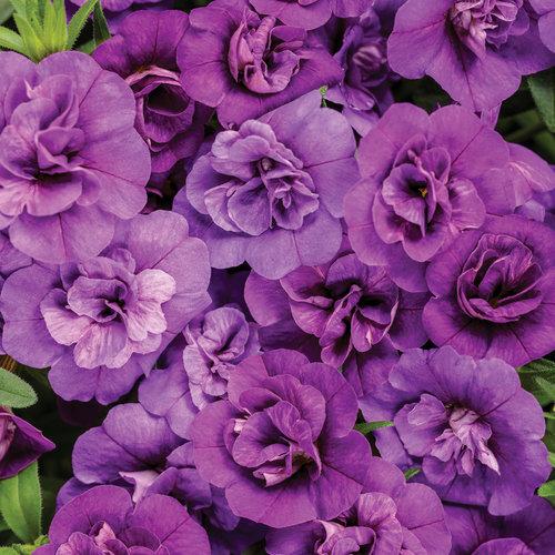 superbells flower seeds Calibrachoa Superbells Double Blue