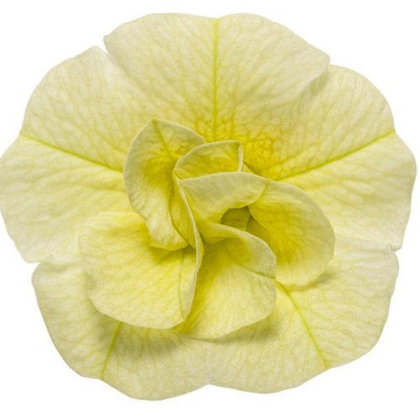 Buy Calibrachoa Superbells Double Chiffon Online | Garden Goods Direct