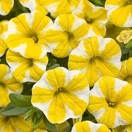 Calibrachoa Seperbells Lemon Slice Flowers