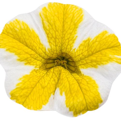 Calibrachoa Superbells Lemon Slice for Sale | Garden Goods Direct