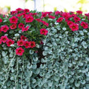 Calibrachoa Superbells Red with silver colore plants