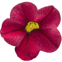 Calibrachoa Superbells Red flowers
