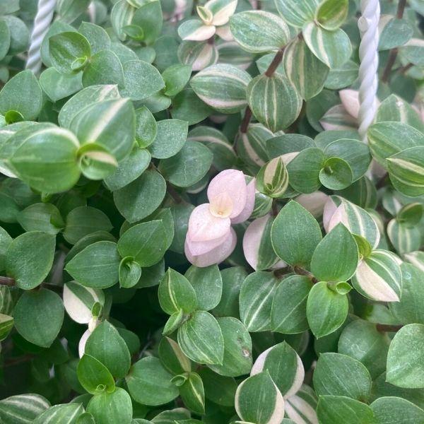 Callisia repens 'Bianca' Plant for Sale
