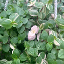 close up of Callisia repens 'Bianca' pink and green leaves