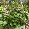 callisia repens bianca green leaves and a few pink leaves in hanging nursery pot