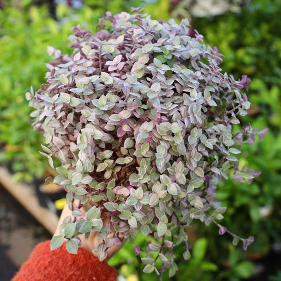 close up of pink and green variegated leaves on callisia repens pink panther