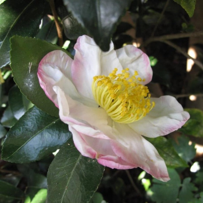 Hana Jiman Camellia Shrubs for Sale